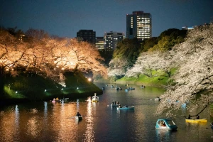 Chiyoda Cherry Blossom Festival: Entlang des Wassergrabens beim Kaiserpalast gleiten Besucher in kleinen Booten unter rosa Blütendächern hindurch