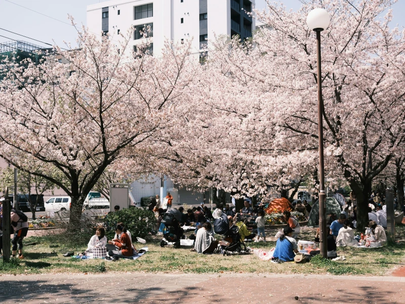 Hanami in Tokio. In einem Park in Tokio, Japan, treffen sich Menschen unter den blühenden Kirschbäumen, um gemeinsam zu essen, zu lachen und die Schönheit des Augenblicks zu genießen