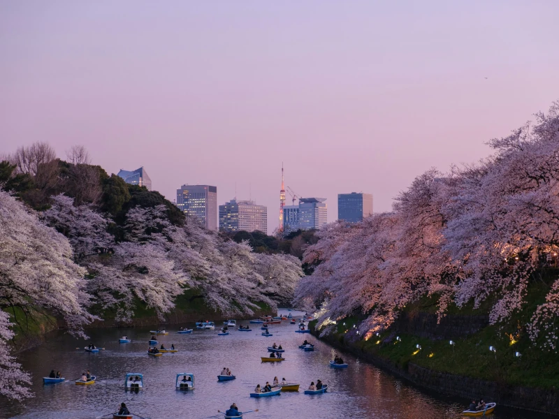Chiyoda Kirschblüten-Festival, Wassergraben des Kaiserpalastes, im Sonnenuntergang
