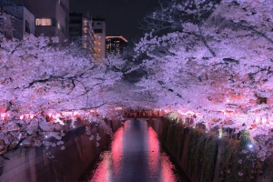 Nakameguro Sakura Kirschblüten-Fest: Am Meguro-Fluss spiegeln sich die Kirschblüten im Wasser, während Laternen die Szenerie in warmes Licht tauchen.