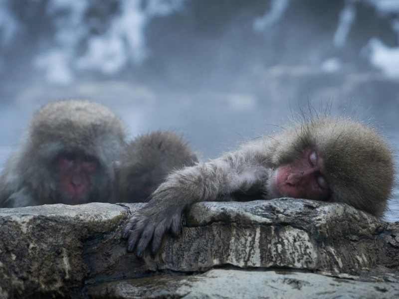 Makaken (japanische Schneeaffen) erholen sich in einem Onsen im Jigokudani Monkey Park
